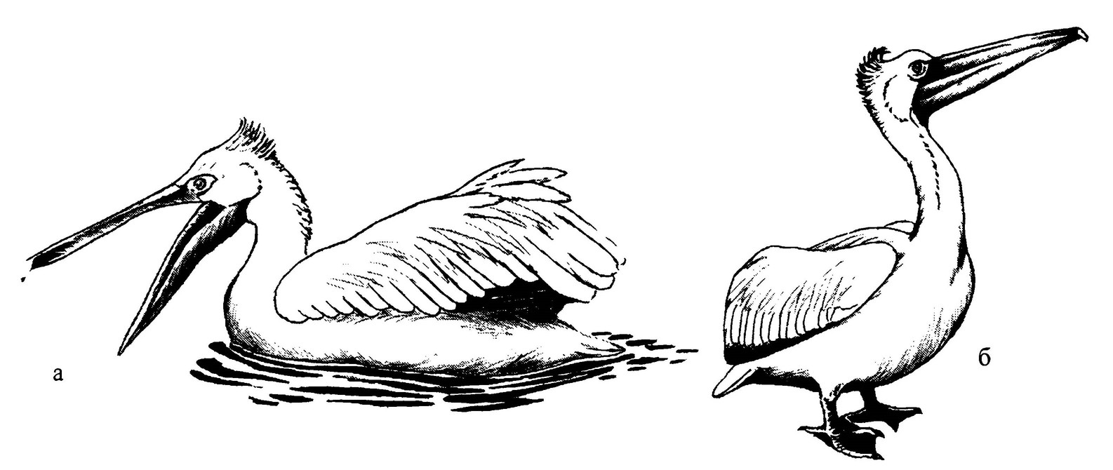 Кудрявый Пеликан рисунок