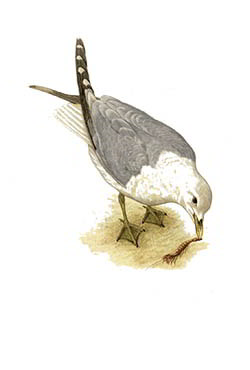 Сизая чайка — Larus canus